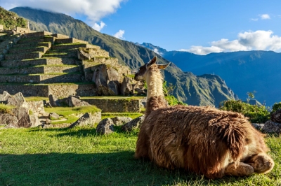 Lama vor den Machu Picchu Terassen (vadim.nefedov / stock.adobe.com)  lizenziertes Stockfoto 
Informations sur les licences disponibles sous 'Preuve des sources d'images'